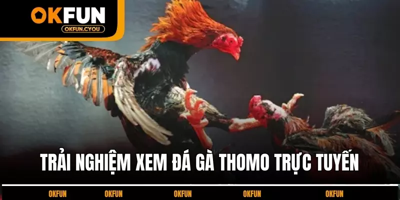 trai-nghiem-xem-da-ga-thomo-truc-tuyen